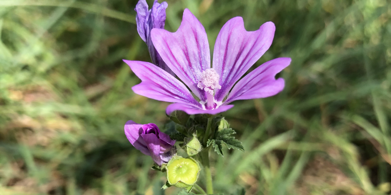 Grande Mauve (Malva sylvestris) © Nicolas Macaire / LPO